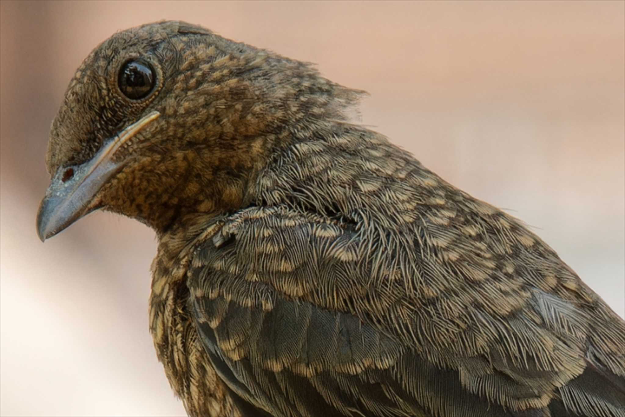 Photo of Blue Rock Thrush at 京都府 by Syun