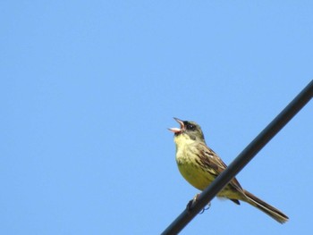 Masked Bunting 豊北原生花園 Tue, 5/30/2023