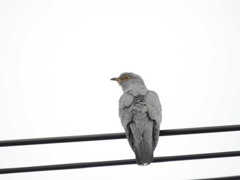 Common Cuckoo 豊北原生花園 Tue, 5/30/2023