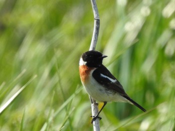 Amur Stonechat 豊北原生花園 Tue, 5/30/2023