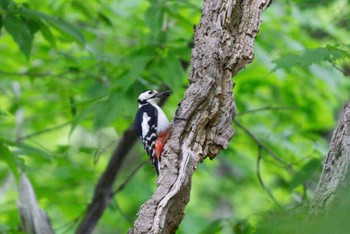 Great Spotted Woodpecker(japonicus) Makomanai Park Sun, 5/28/2023