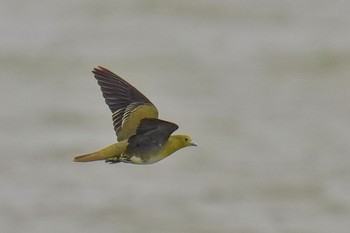 White-bellied Green Pigeon Terugasaki Beach Sun, 6/4/2023