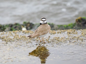 Wed, 5/31/2023 Birding report at 日の出三番瀬沿い緑道