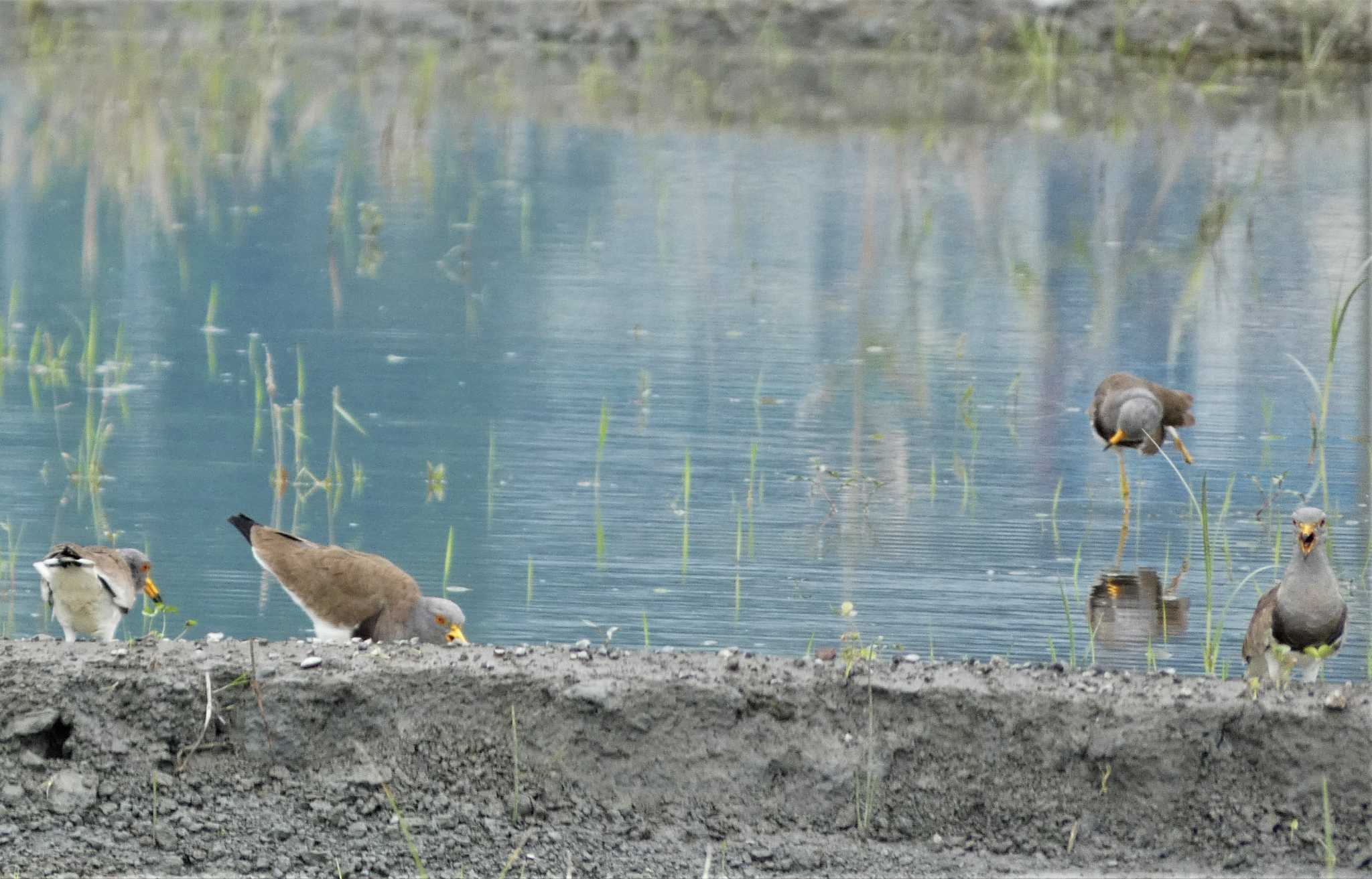 Grey-headed Lapwing