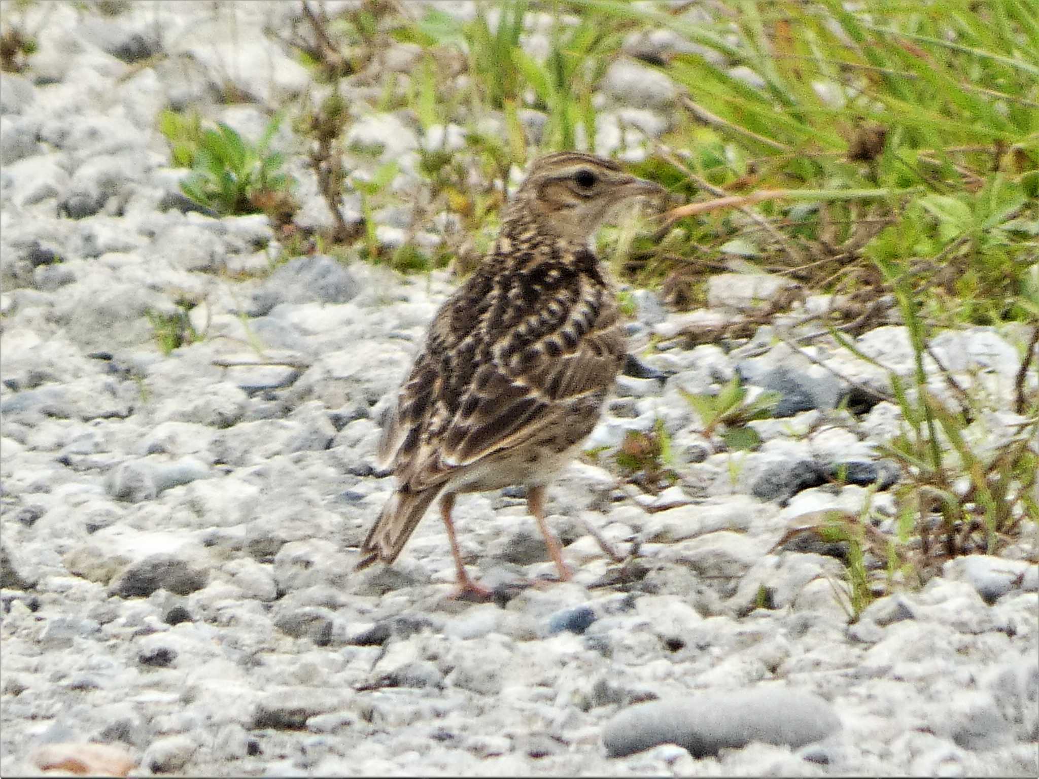 Eurasian Skylark