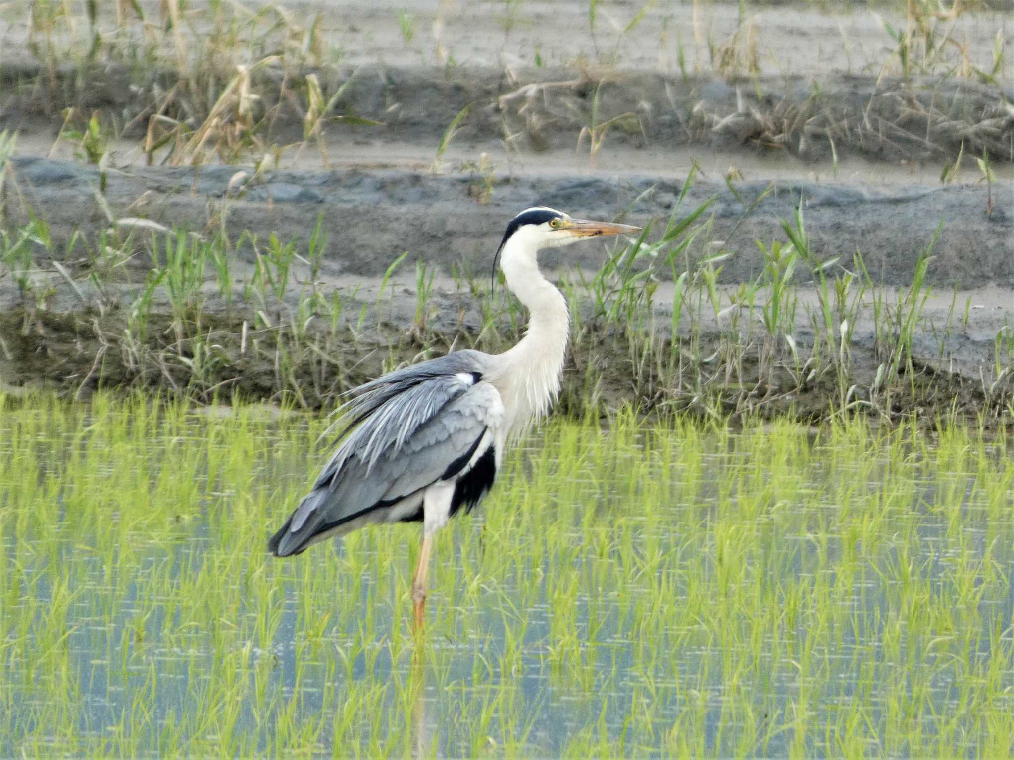 アオサギ