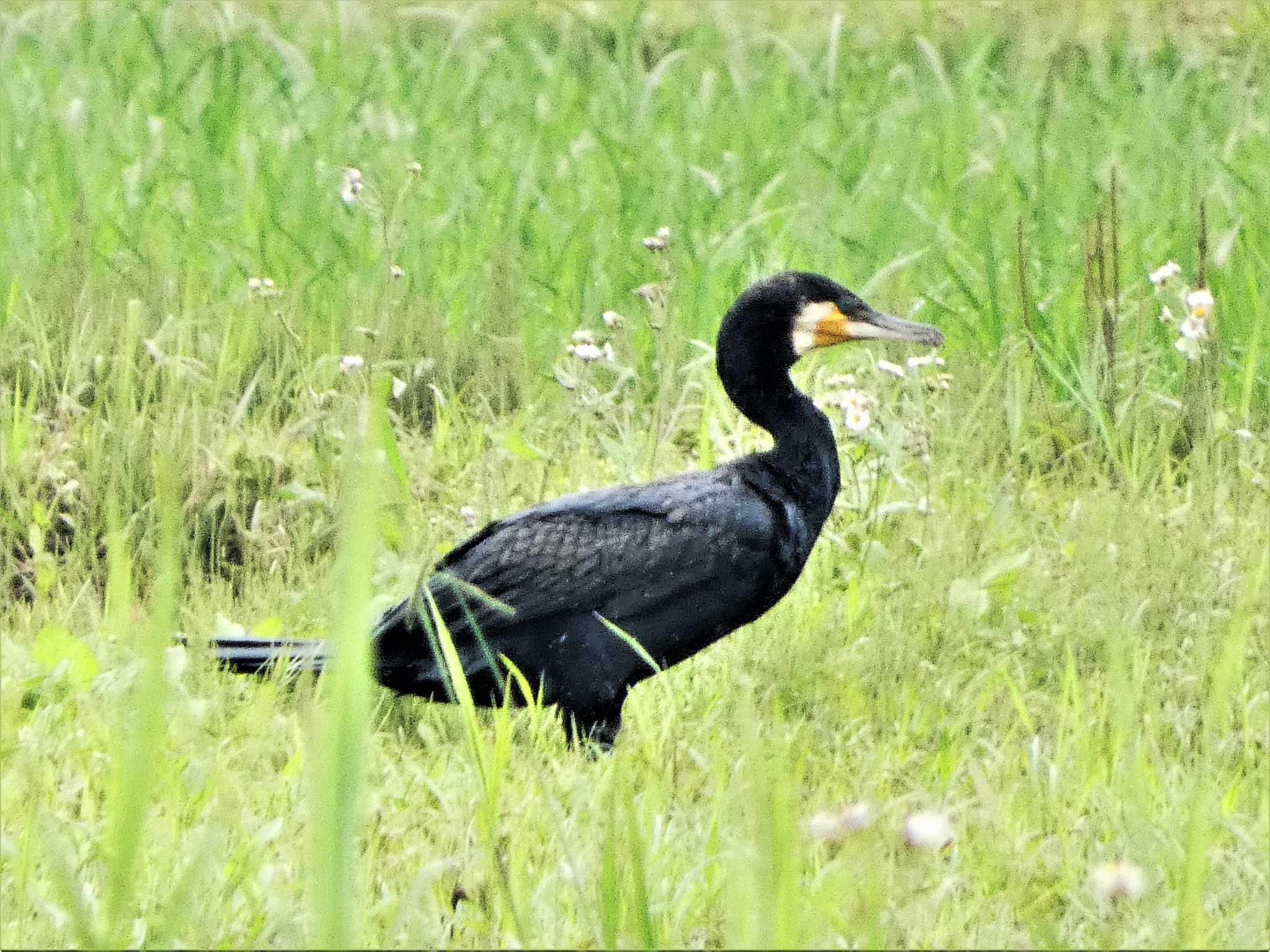 Great Cormorant