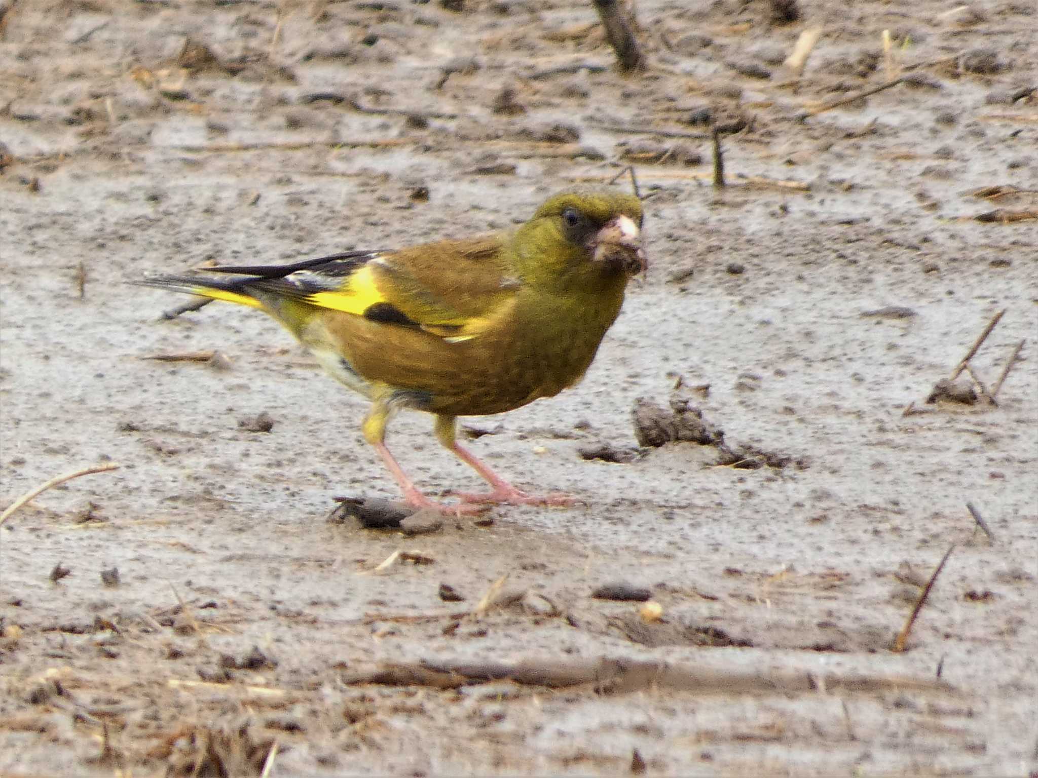 Grey-capped Greenfinch