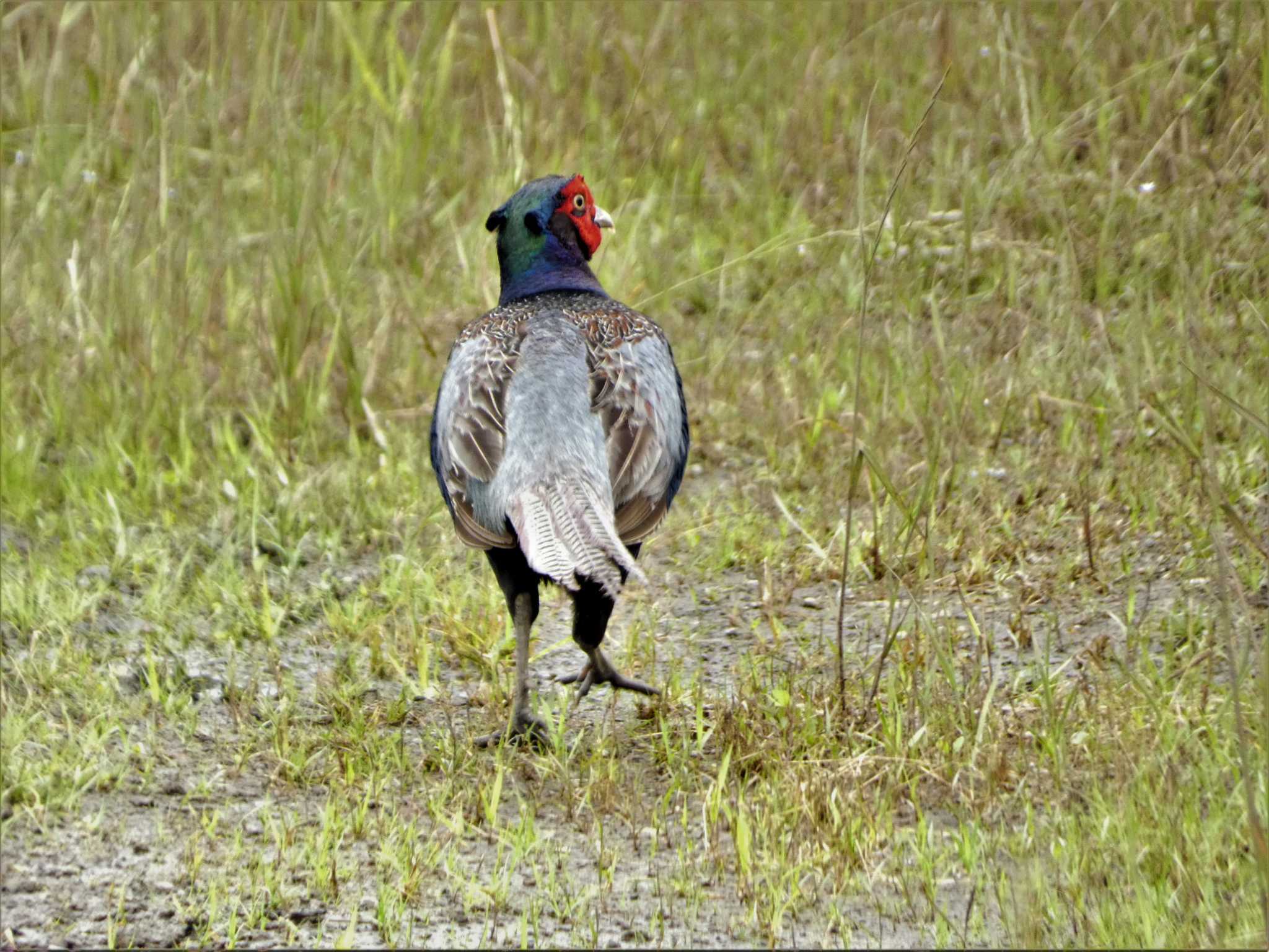 Green Pheasant