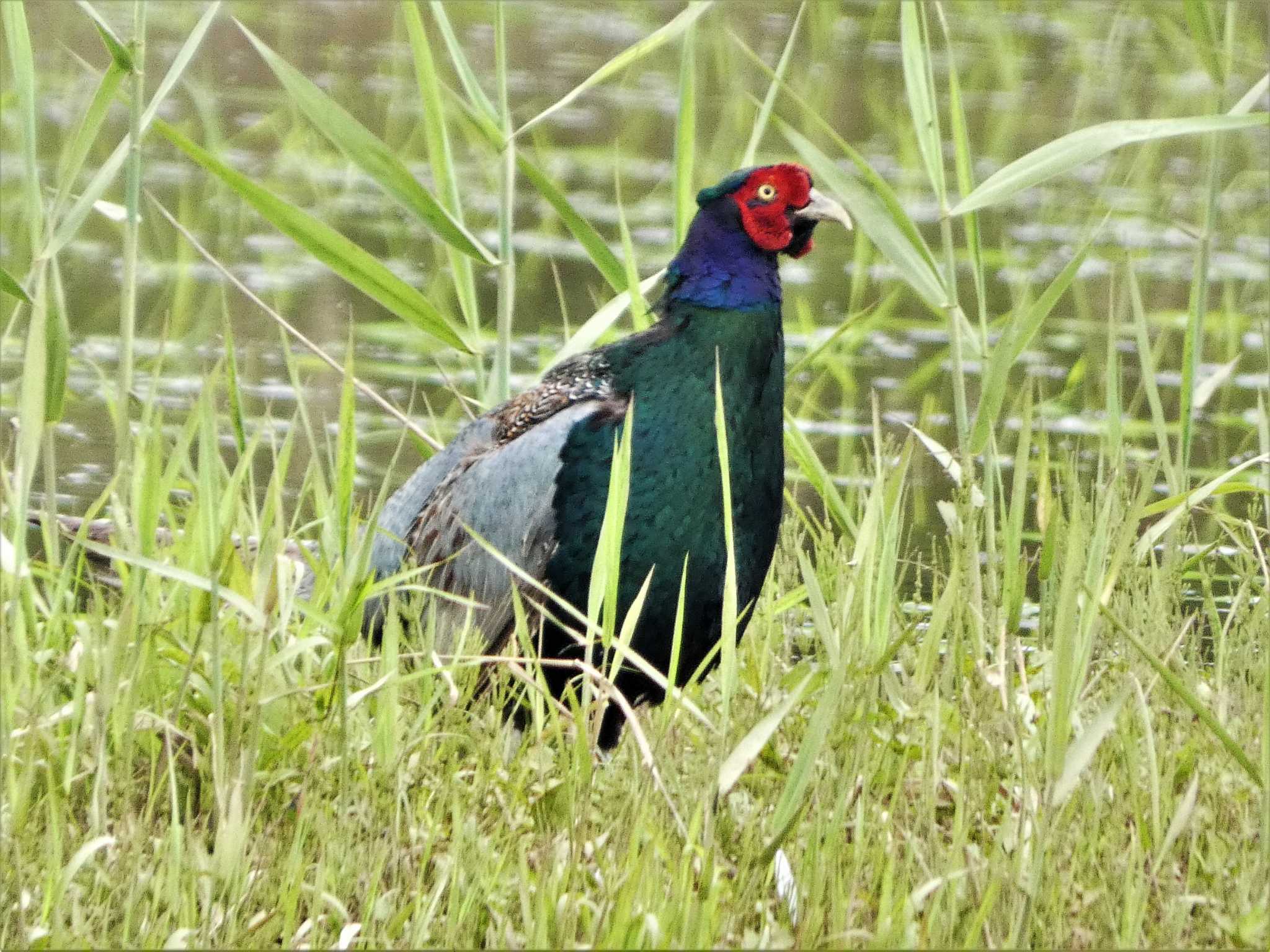 Green Pheasant