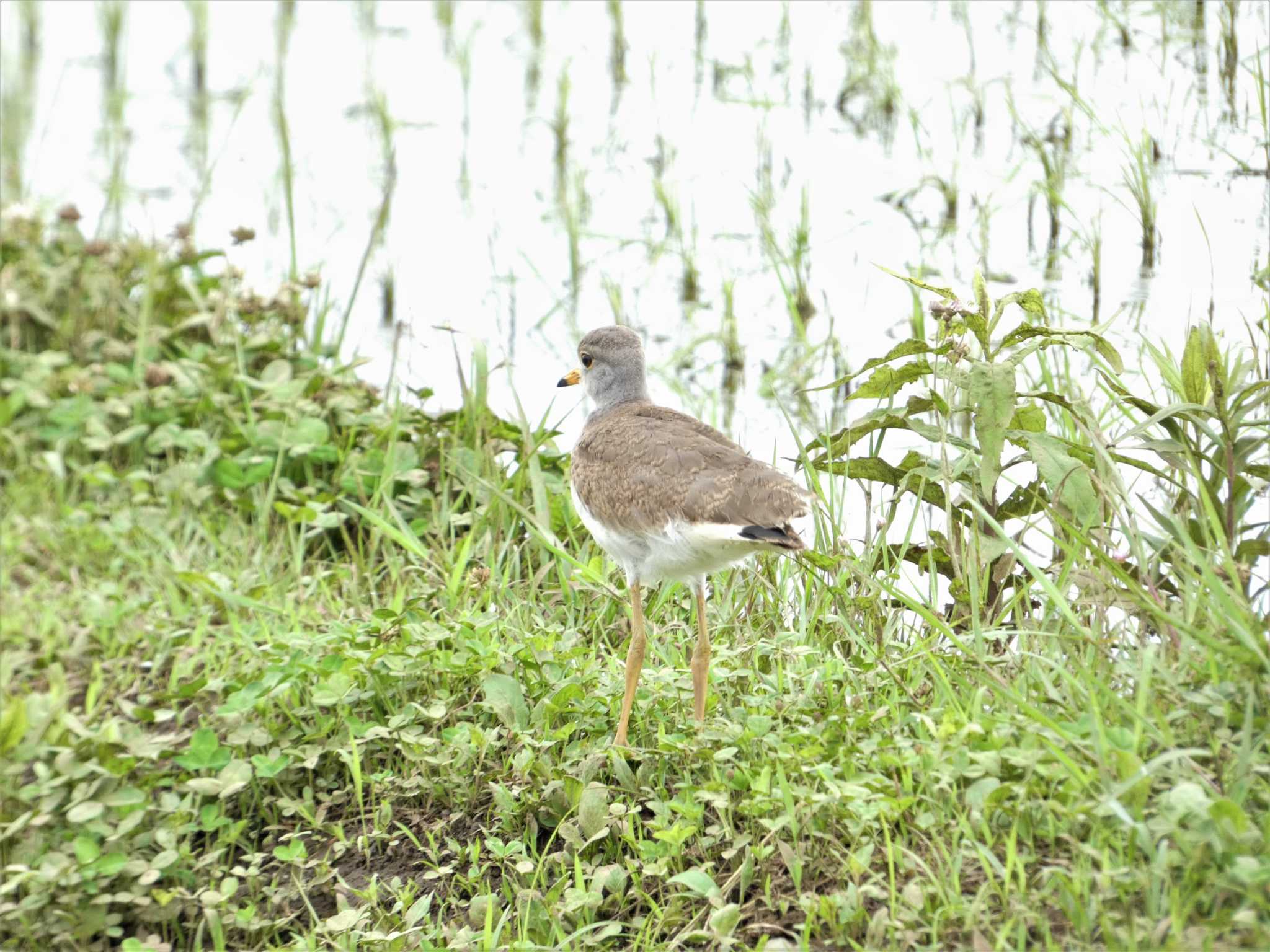 Grey-headed Lapwing