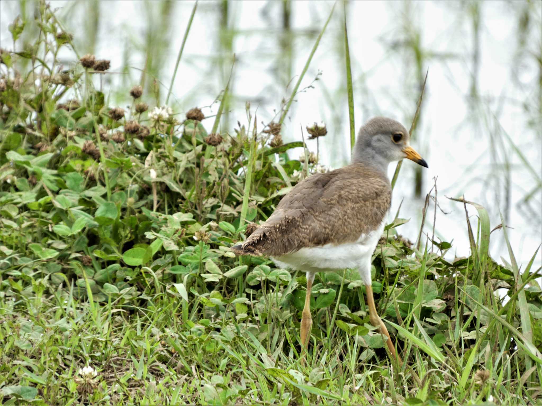 Grey-headed Lapwing