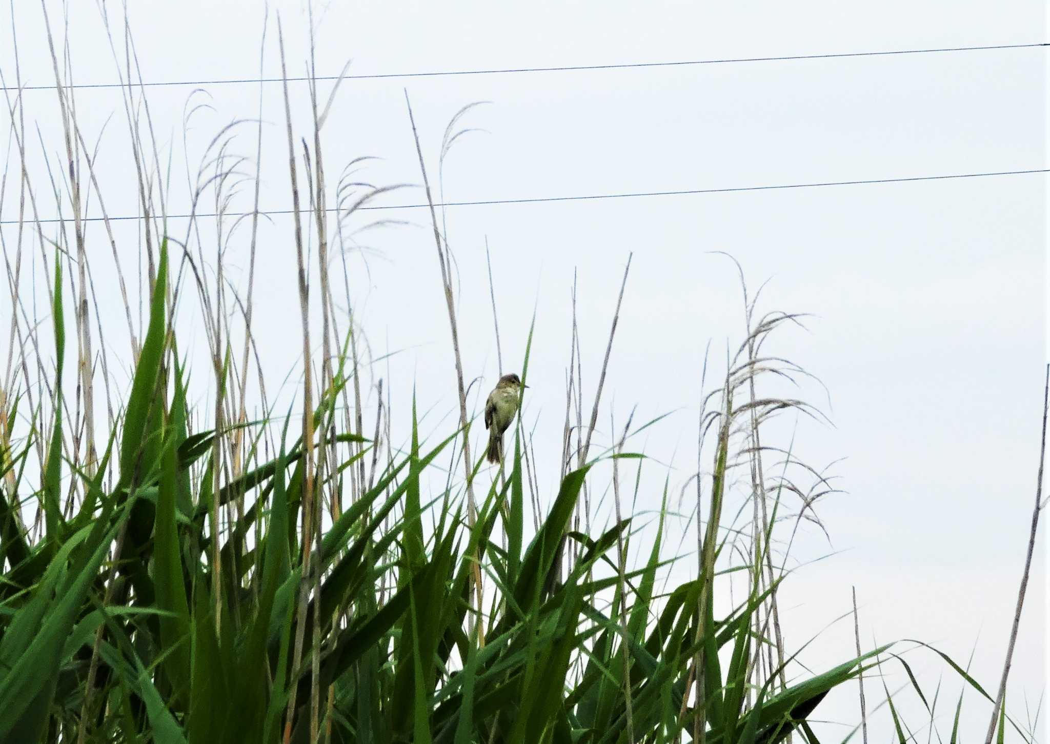 Oriental Reed Warbler