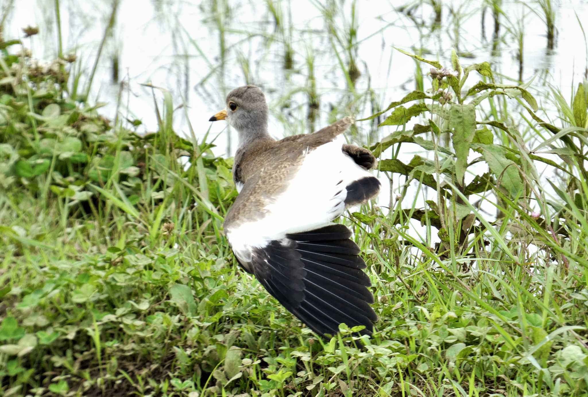 Grey-headed Lapwing