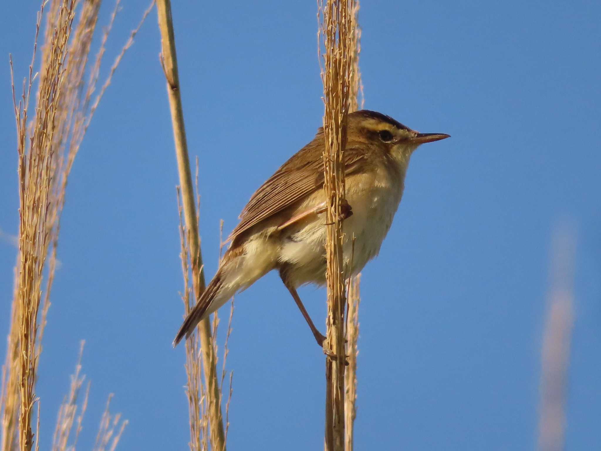 Photo of Black-browed Reed Warbler at JGSDF Kita-Fuji Exercise Area by ゆ