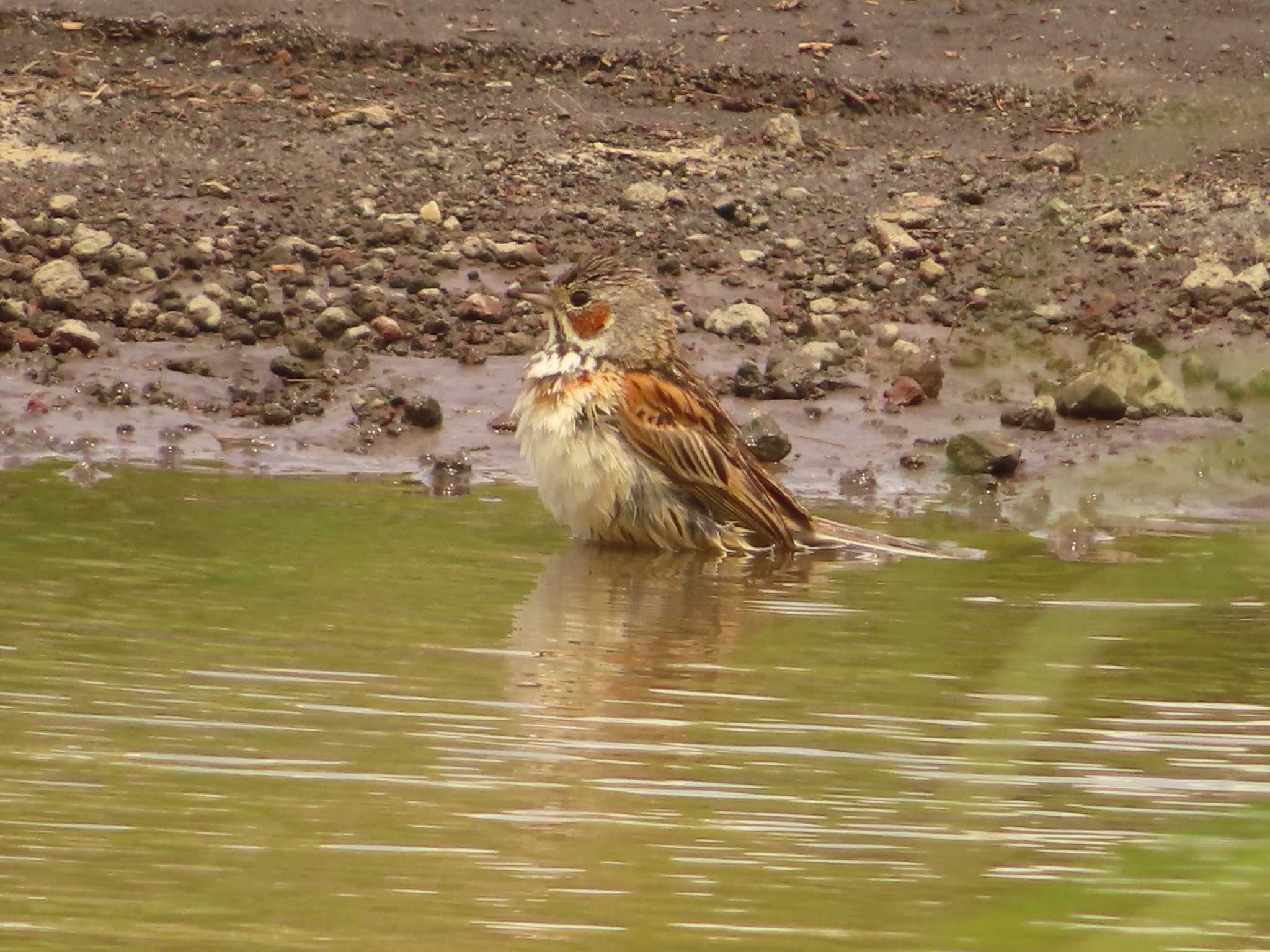 Photo of Chestnut-eared Bunting at JGSDF Kita-Fuji Exercise Area by ゆ