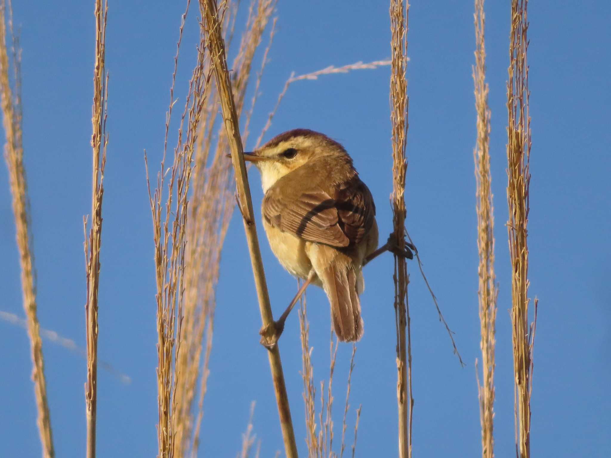 Photo of Black-browed Reed Warbler at JGSDF Kita-Fuji Exercise Area by ゆ