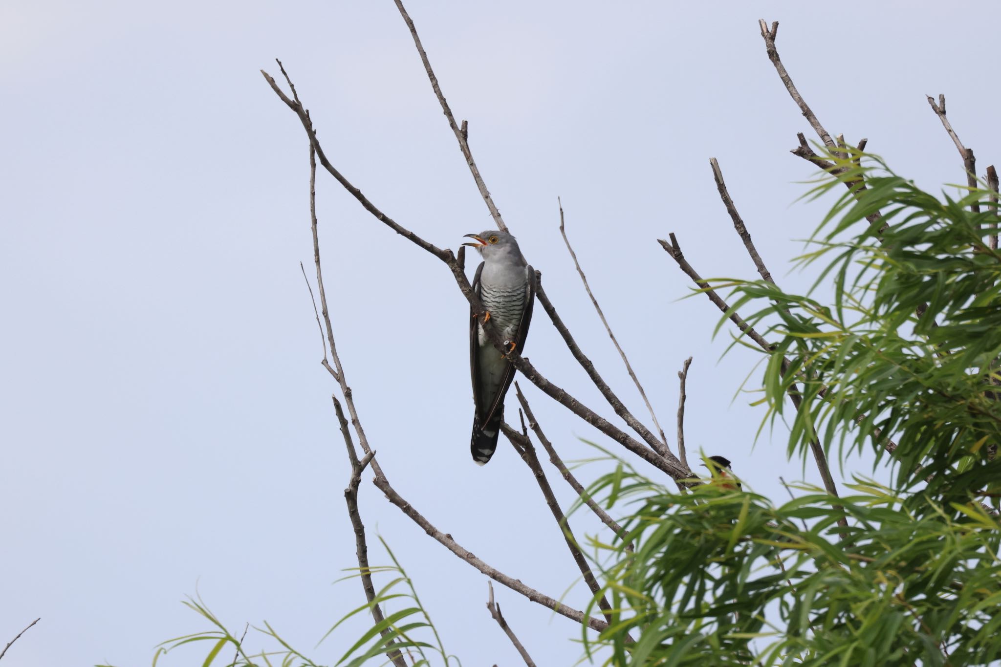 いしかり調整池(石狩調整池) カッコウの写真 by will 73