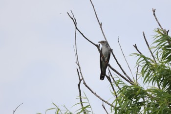 2023年6月7日(水) いしかり調整池(石狩調整池)の野鳥観察記録