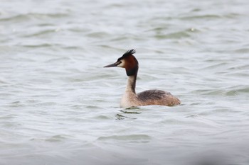 カンムリカイツブリ いしかり調整池(石狩調整池) 2023年6月7日(水)