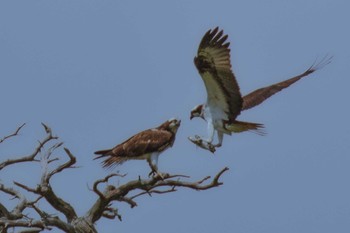 2023年6月7日(水) 山口県の野鳥観察記録