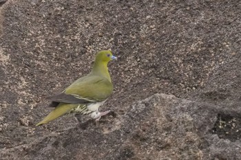 White-bellied Green Pigeon Terugasaki Beach Sun, 6/4/2023