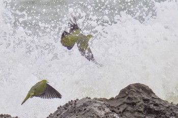 White-bellied Green Pigeon Terugasaki Beach Sun, 6/4/2023