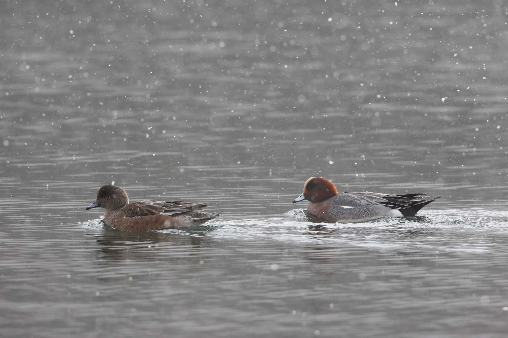 Photo of Eurasian Wigeon at 湯滝 by Trio