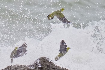 White-bellied Green Pigeon Terugasaki Beach Sun, 6/4/2023