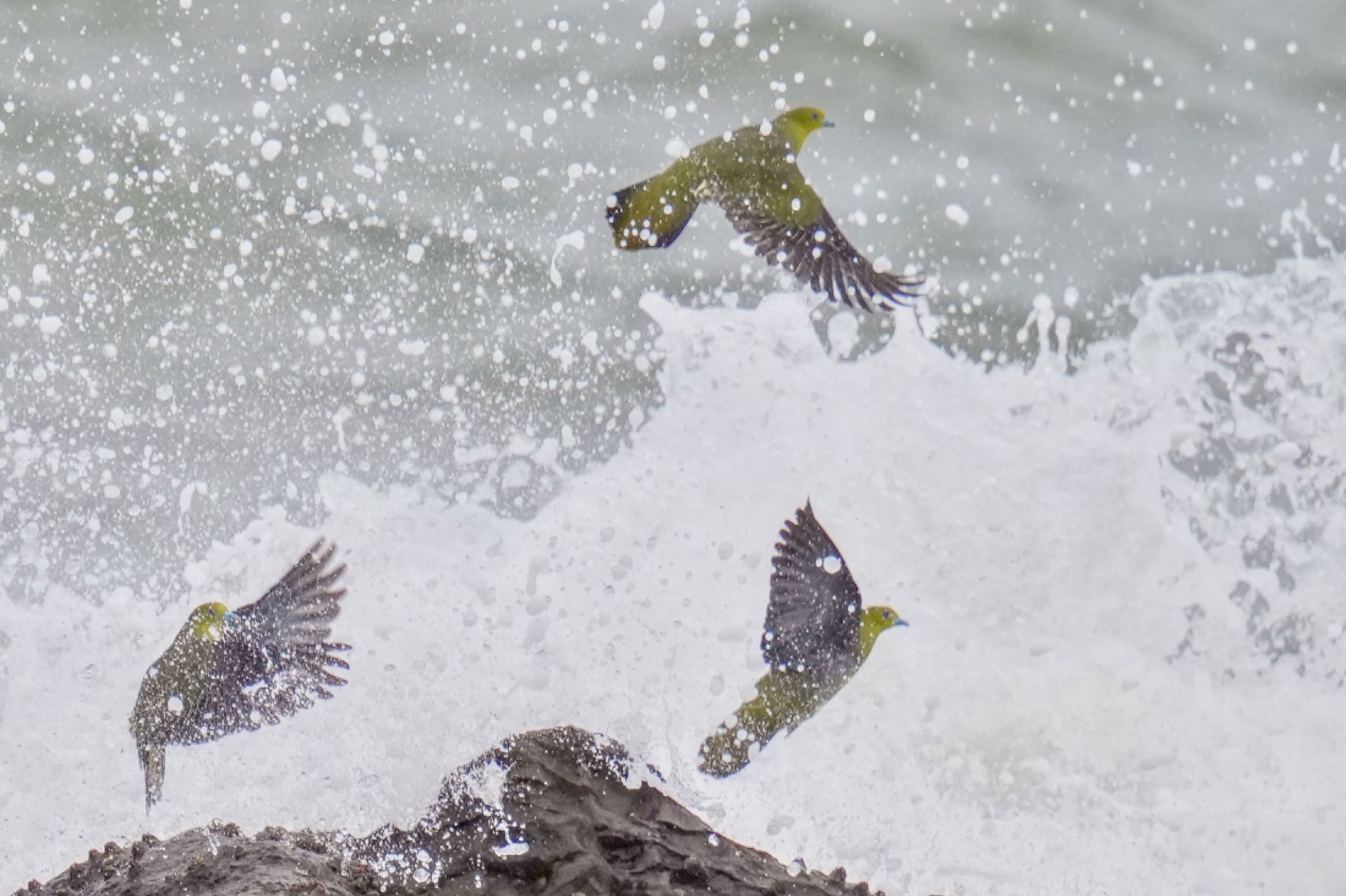 White-bellied Green Pigeon