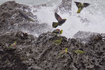 White-bellied Green Pigeon Terugasaki Beach Sun, 6/4/2023