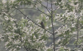 Great Barbet