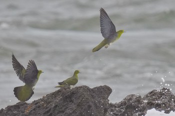 White-bellied Green Pigeon Terugasaki Beach Sun, 6/4/2023