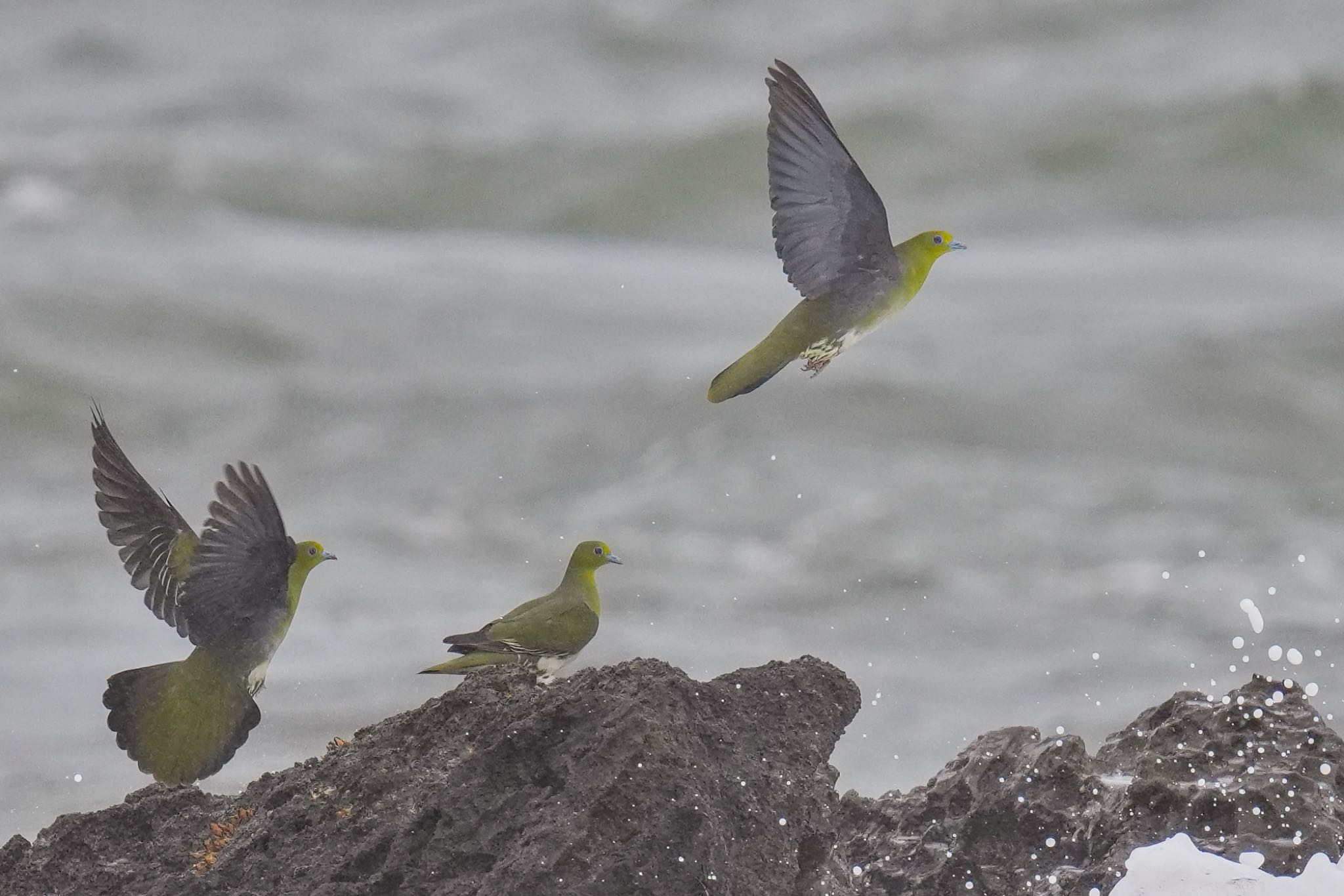 Photo of White-bellied Green Pigeon at Terugasaki Beach by アポちん