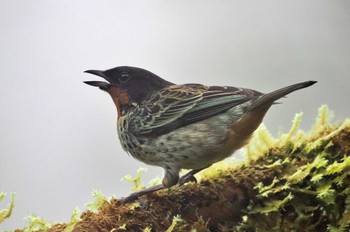 ノドアカフウキンチョウ Mindo(Ecuador) 撮影日未設定