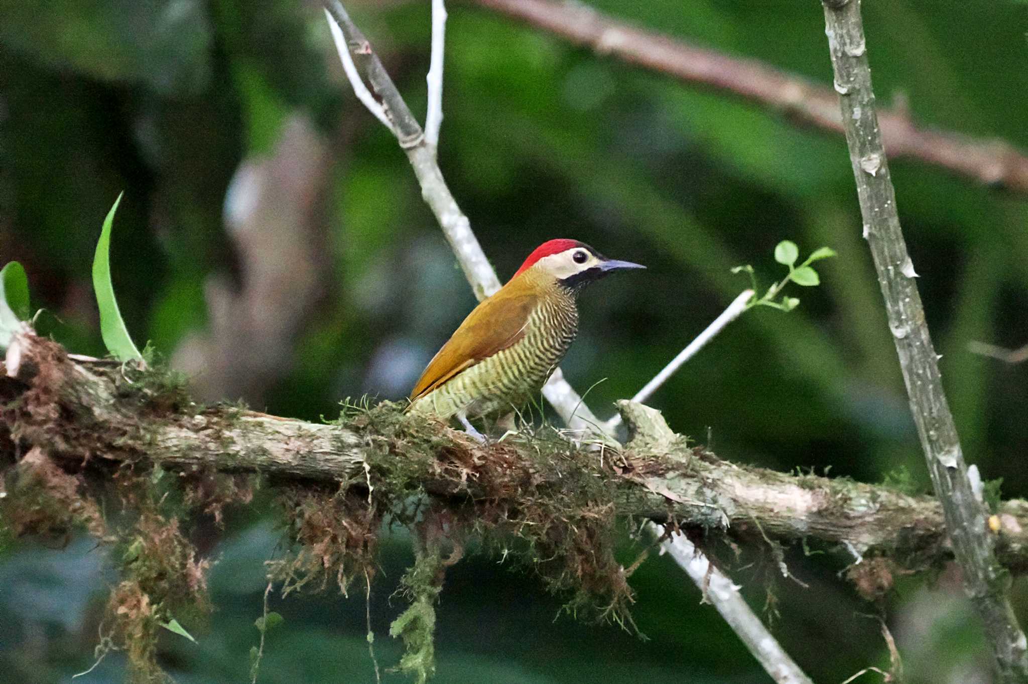 Photo of Golden-olive Woodpecker at Mindo(Ecuador) by 藤原奏冥