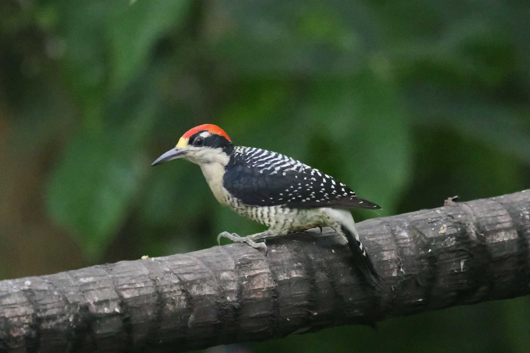 Photo of Yellow-tufted Woodpecker at Mindo(Ecuador) by 藤原奏冥