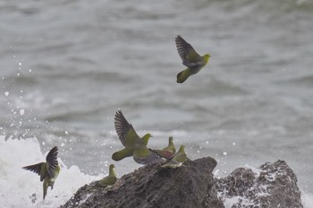 White-bellied Green Pigeon Terugasaki Beach Sun, 6/4/2023