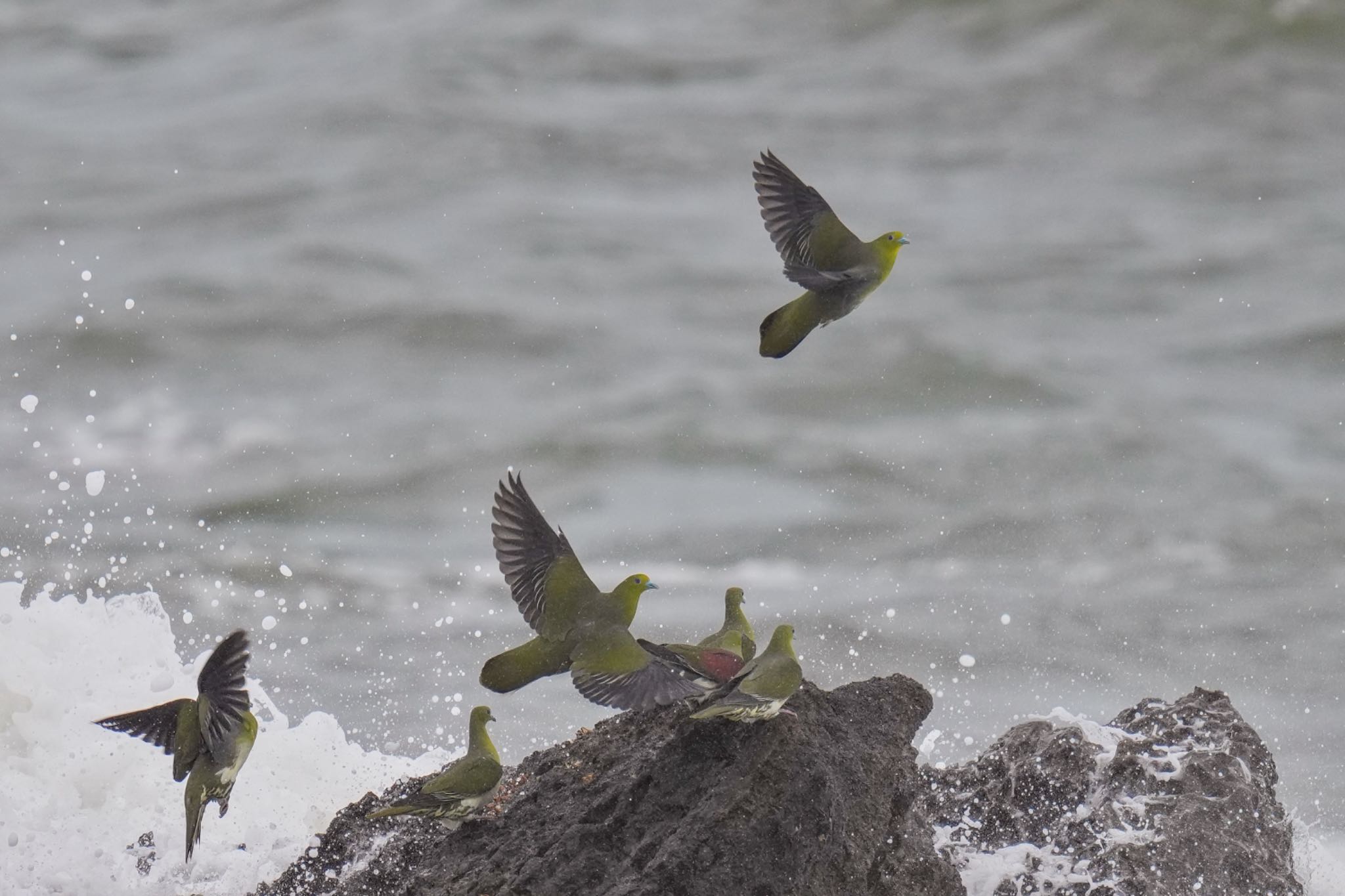 Photo of White-bellied Green Pigeon at Terugasaki Beach by アポちん