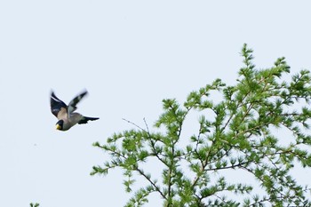 Japanese Grosbeak Senjogahara Marshland Tue, 6/6/2023