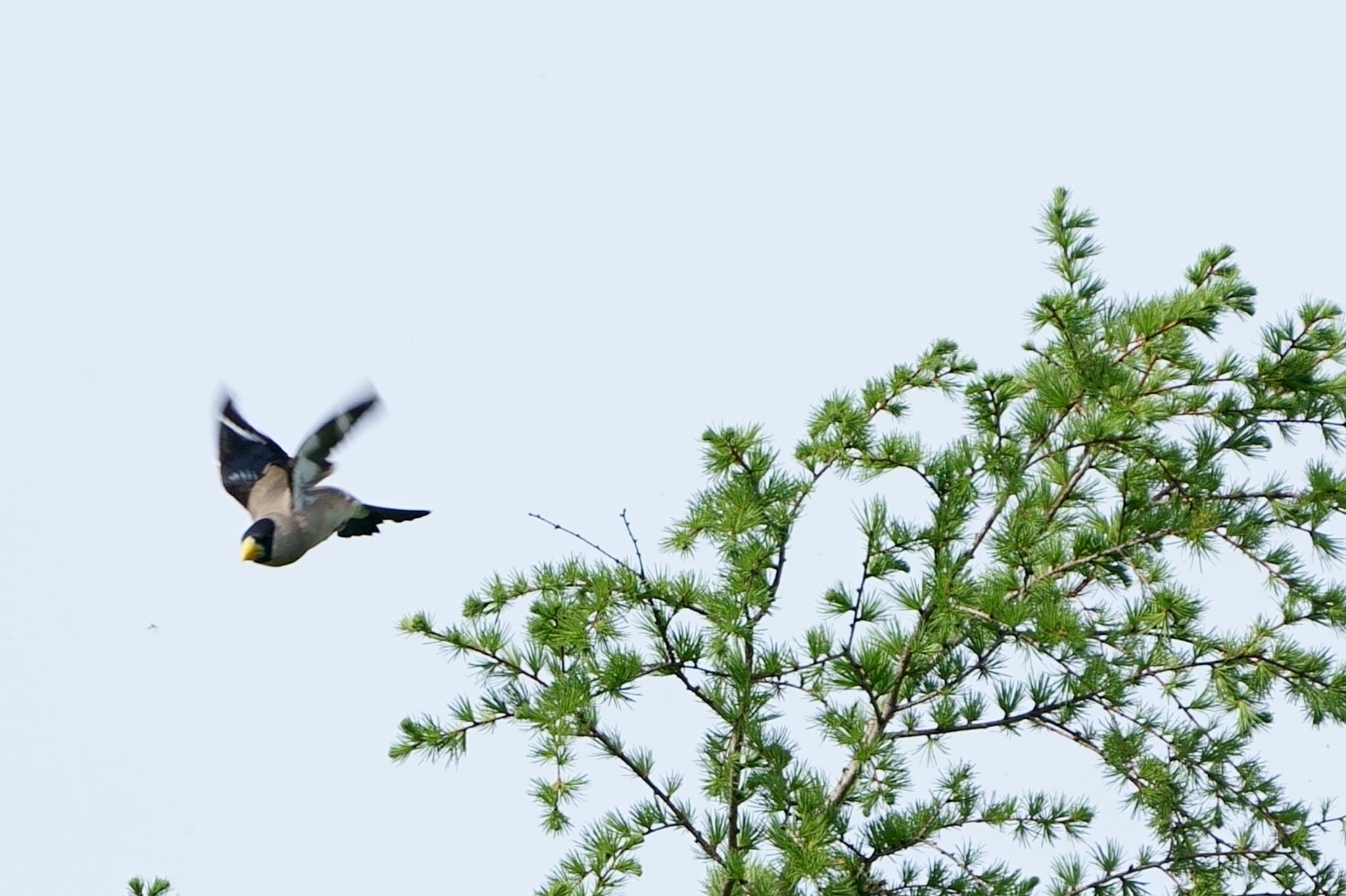 Photo of Japanese Grosbeak at Senjogahara Marshland by アカウント5227