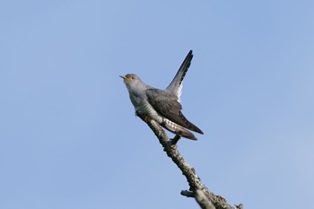 Common Cuckoo Senjogahara Marshland Tue, 6/6/2023