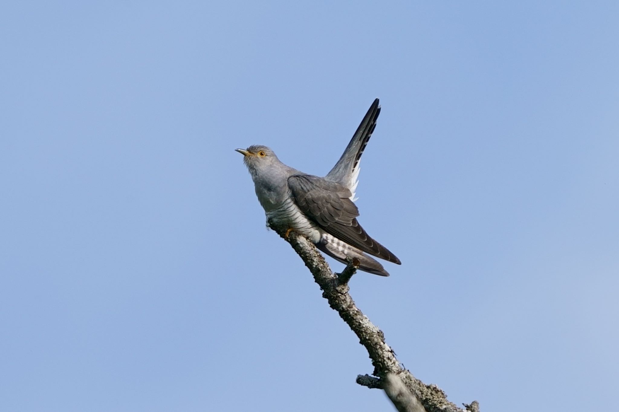 Photo of Common Cuckoo at Senjogahara Marshland by アカウント5227