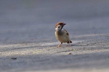 2023年6月8日(木) 長浜公園の野鳥観察記録