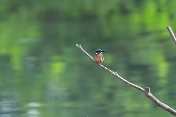 カワセミ 長浜公園 2023年6月8日(木)