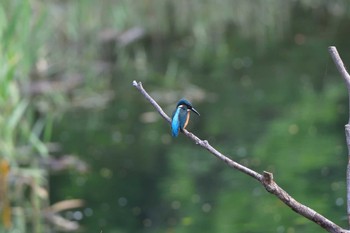 カワセミ 長浜公園 2023年6月8日(木)