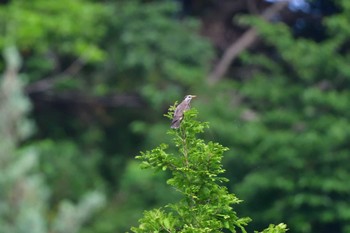 ムクドリ 長浜公園 2023年6月8日(木)