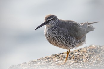 Wandering Tattler 日の出三番瀬沿い緑道 Sat, 5/27/2023