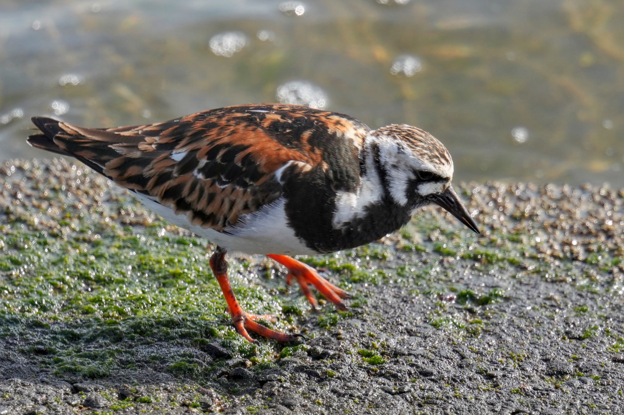 キョウジョシギ