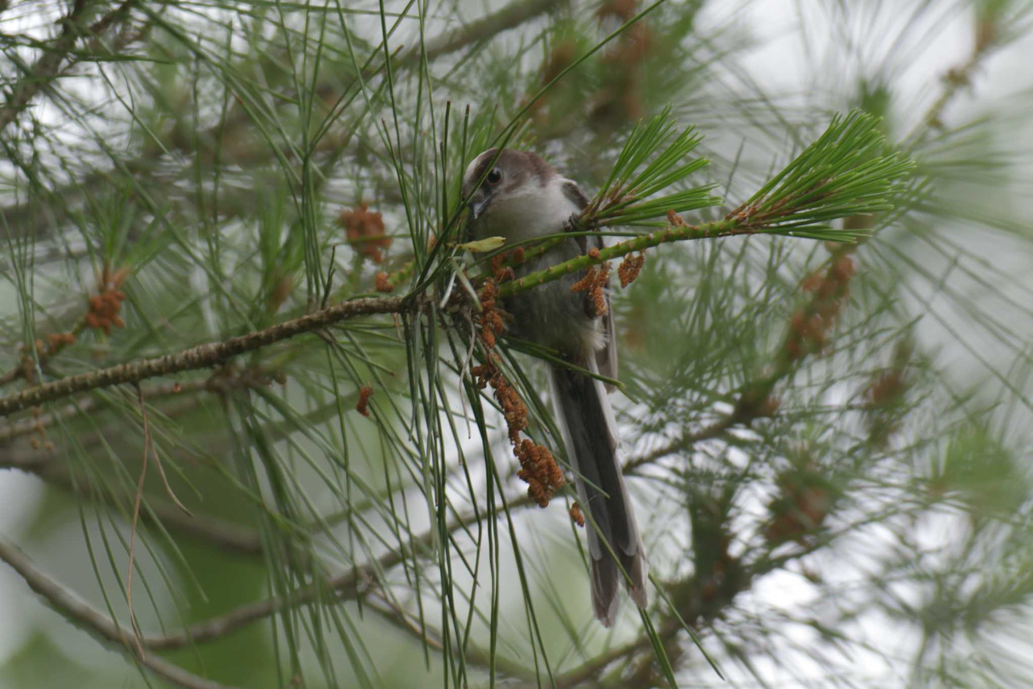 Photo of Long-tailed Tit at 滋賀県甲賀市甲南町創造の森 by masatsubo